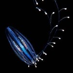 Marine Pest Species Costing Billions In Damage To Fisheries, Coastal Communities And Infrastructure Are Spreading