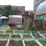 Digging In: Roots for Today's Urban Agricultural Movement